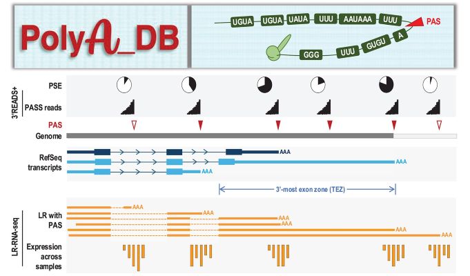 PolyA_DB V4.1